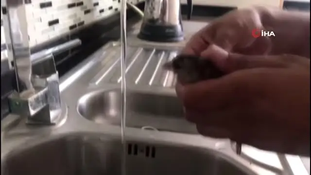 Diyarbakır'da aşırı sıcaktan bitkin düşen yavru serçeye vatandaş kendi eli ile su verdi