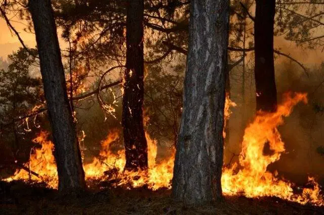 Eskişehir'deki orman yangını 7 saattir söndürülemedi! Yangını söndürme çalışmalarına gençler kürekler ile destek oluyor