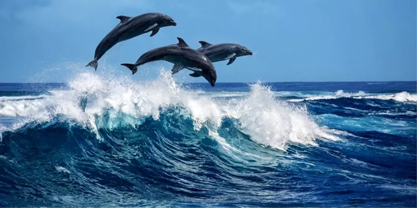 Marmara'da yunustan çok çöp var