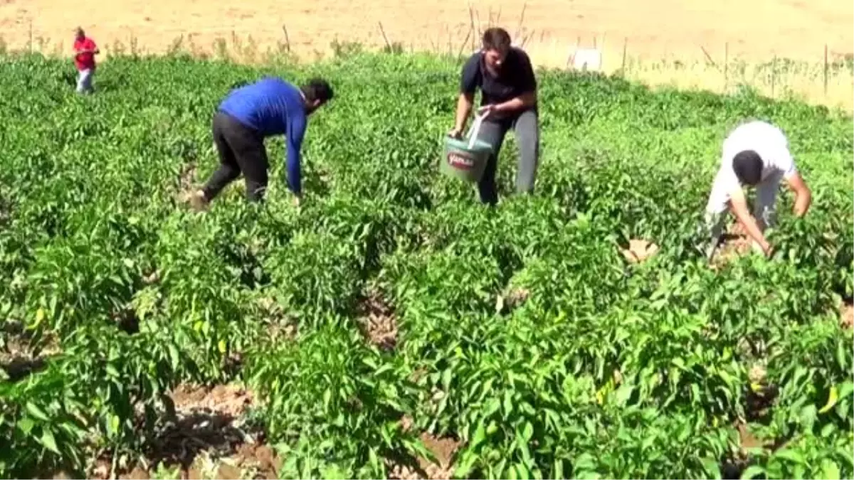 Muş'ta kapya biber hasadına başlandı