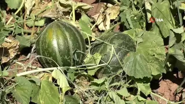 Yozgat'ta yetişiyor, şekli kavuna tadı muza benziyor