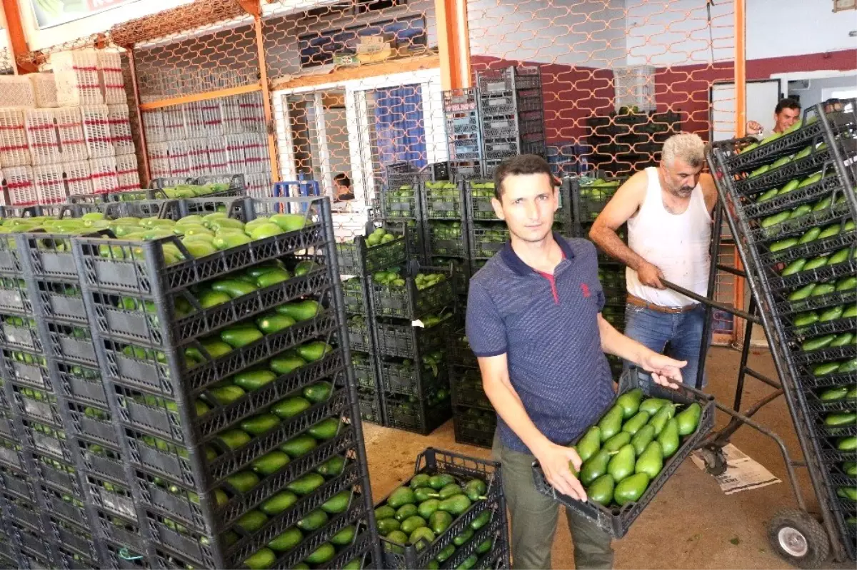 Alanya'dan Polonya'ya ilk kez avokado ihracatı başladı