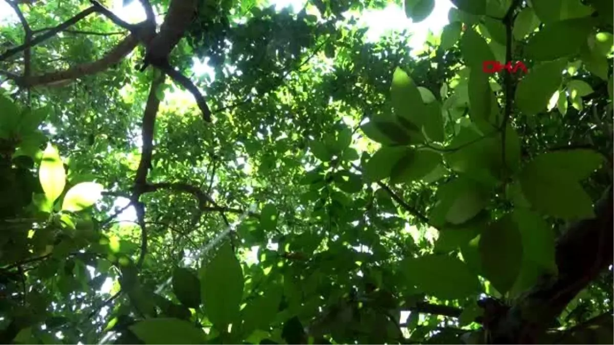 ANTALYA Alanya'da avokado ihracatı başladı