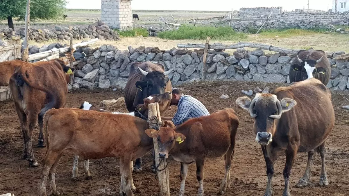 Sindelhöyük'te besicilerin yoğun mesaisi