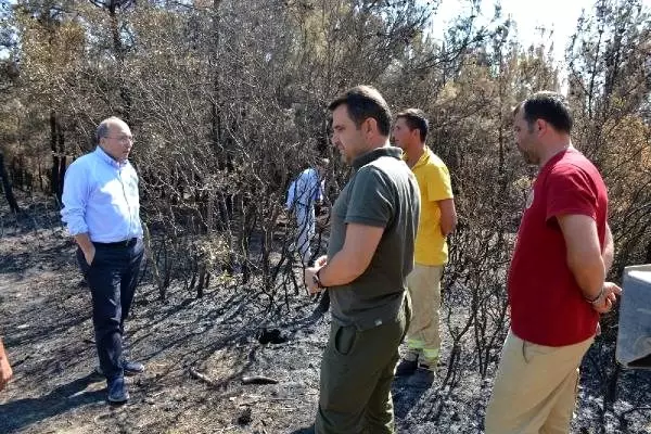Tarihi Alan'da yanan saha ağaçlandırılacak Tarihi Alan'da yanan saha ağaçlandırılacak