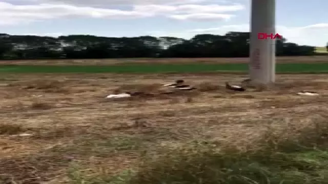 Tekirdağ'da elektrik akımına kapılan leylekler telef oldu Tekirdağ'da elektrik akımına kapılan leylekler telef oldu