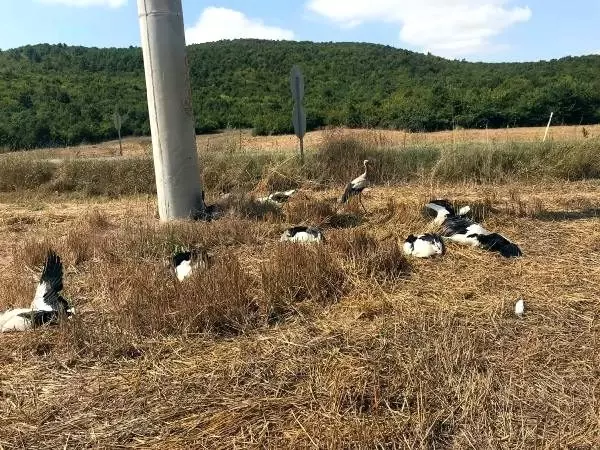 Tekirdağ'da elektrik akımına kapılan leylekler telef oldu Tekirdağ'da elektrik akımına kapılan leylekler telef oldu