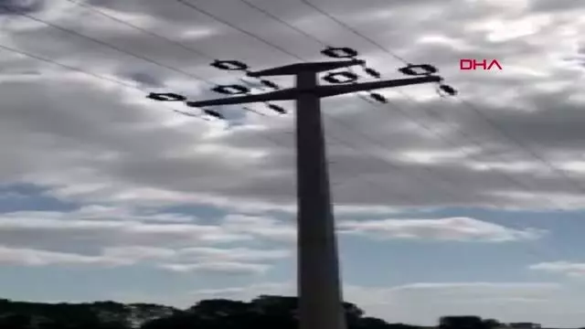 Tekirdağ'da elektrik akımına kapılan leylekler telef oldu Tekirdağ'da elektrik akımına kapılan leylekler telef oldu