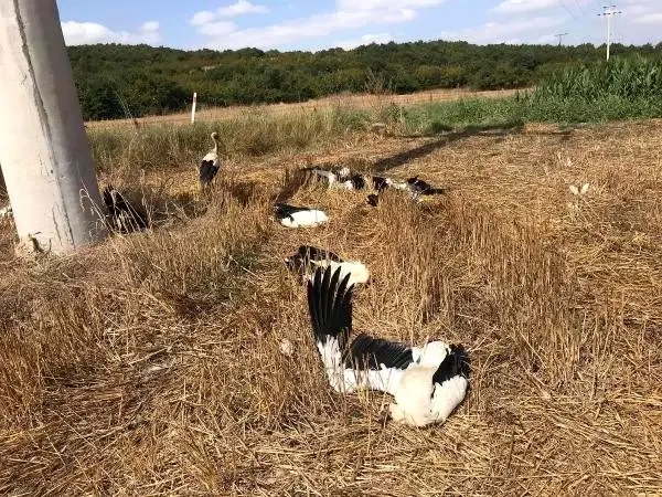 Tekirdağ'da elektrik akımına kapılan leylekler telef oldu Tekirdağ'da elektrik akımına kapılan leylekler telef oldu