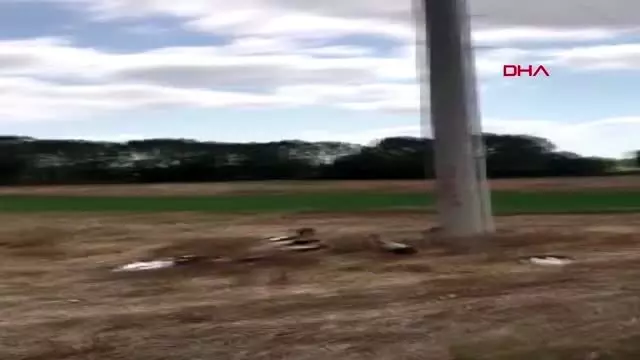 Tekirdağ'da elektrik akımına kapılan leylekler telef oldu Tekirdağ'da elektrik akımına kapılan leylekler telef oldu