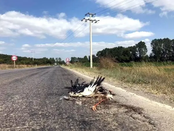Tekirdağ'da elektrik akımına kapılan leylekler telef oldu Tekirdağ'da elektrik akımına kapılan leylekler telef oldu