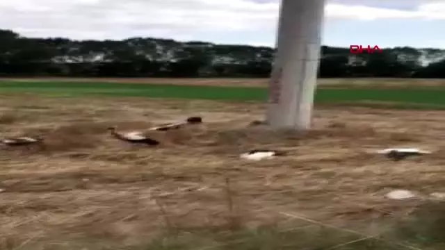 Tekirdağ'da elektrik akımına kapılan leylekler telef oldu Tekirdağ'da elektrik akımına kapılan leylekler telef oldu