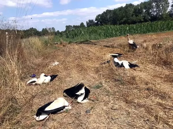 Tekirdağ'da elektrik akımına kapılan leylekler telef oldu Tekirdağ'da elektrik akımına kapılan leylekler telef oldu