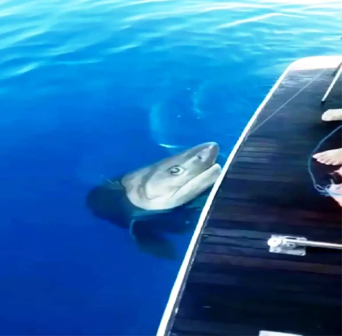 Turistleri taşıyan tur teknesinde köpek balığı heyecanı Haberler