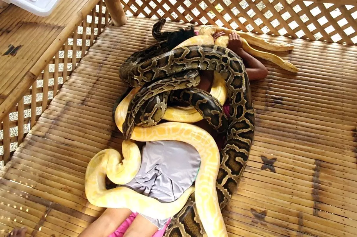 Filipinler'de turistlere yılan masajı