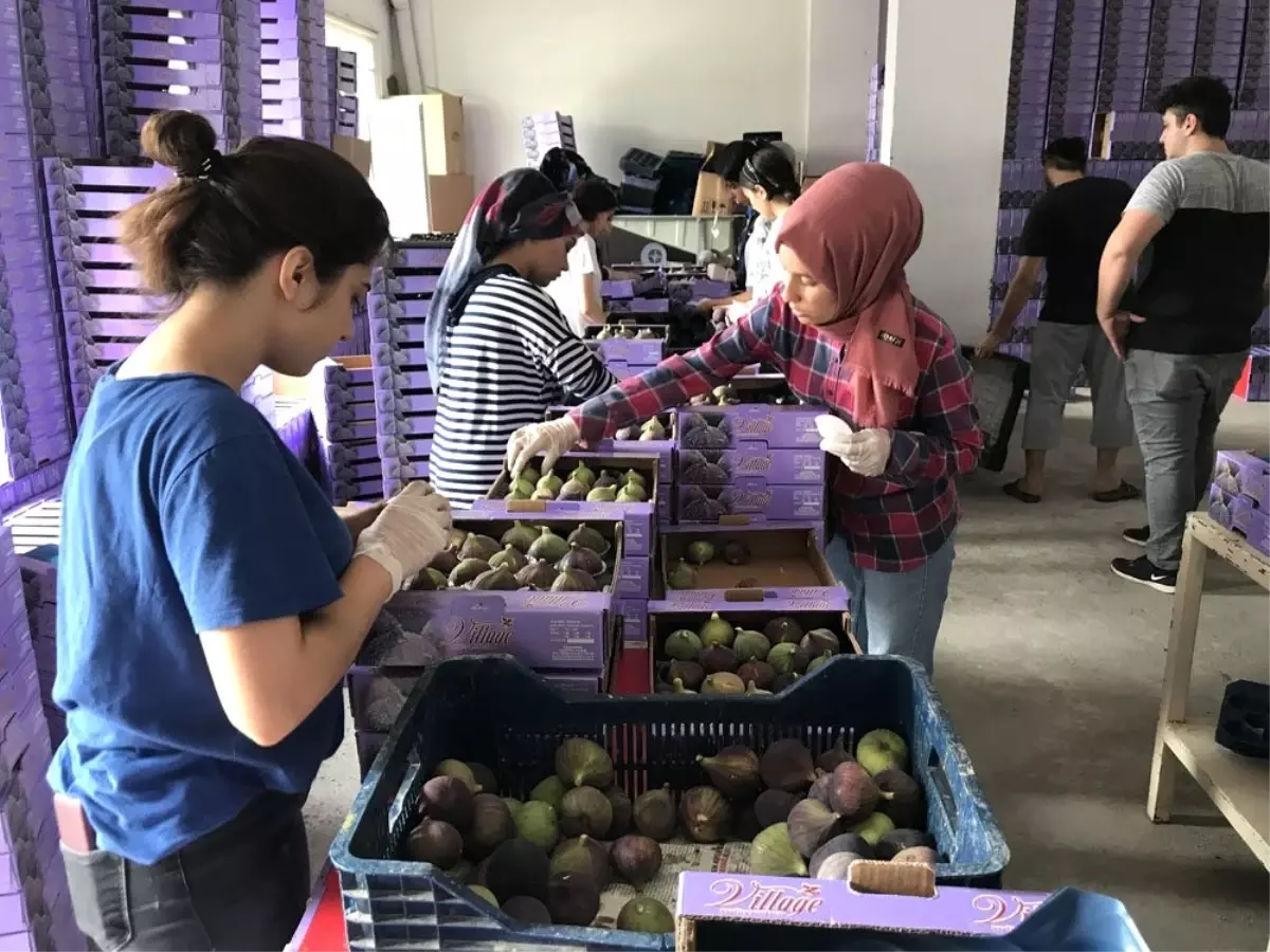 Kraliçe inciri üreticinin yüzünü güldürdü