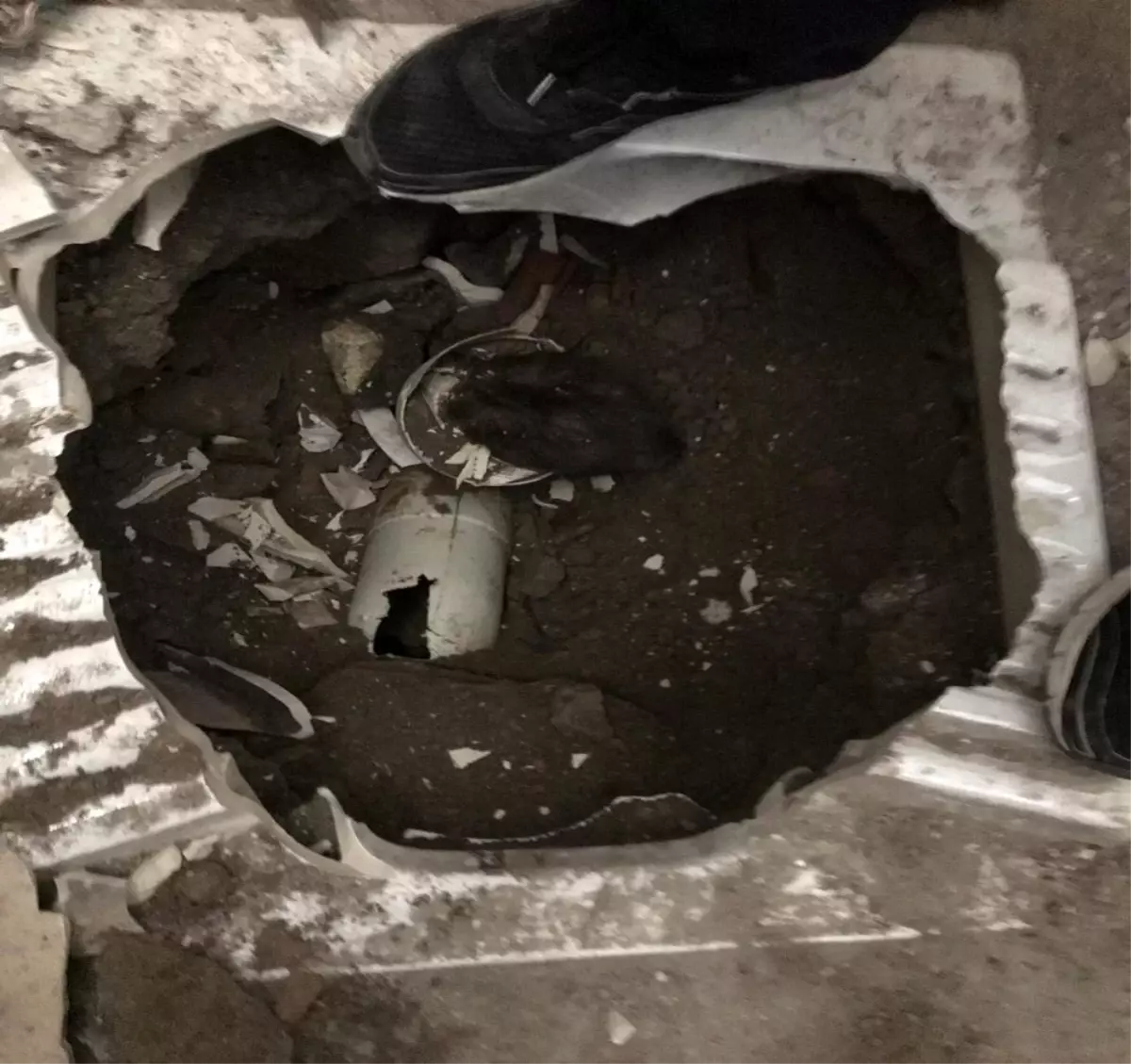 Tuvalet giderine sıkışan kediyi itfaiye kurtardı