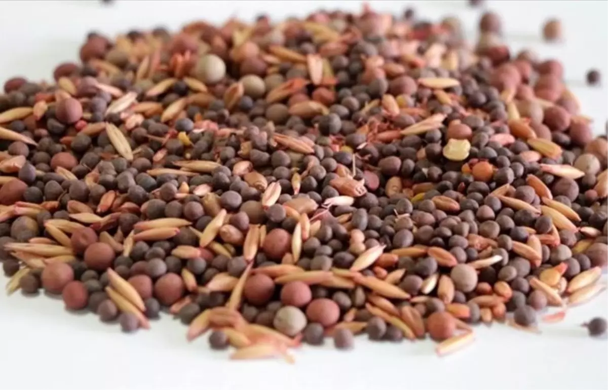 Yerli tohum üretimi 1 milyon tona ulaştı