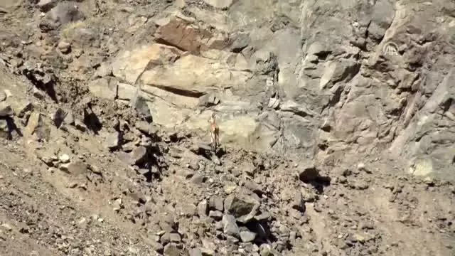 Dağ keçilerini koruma nöbeti Dağ keçilerini koruma nöbeti