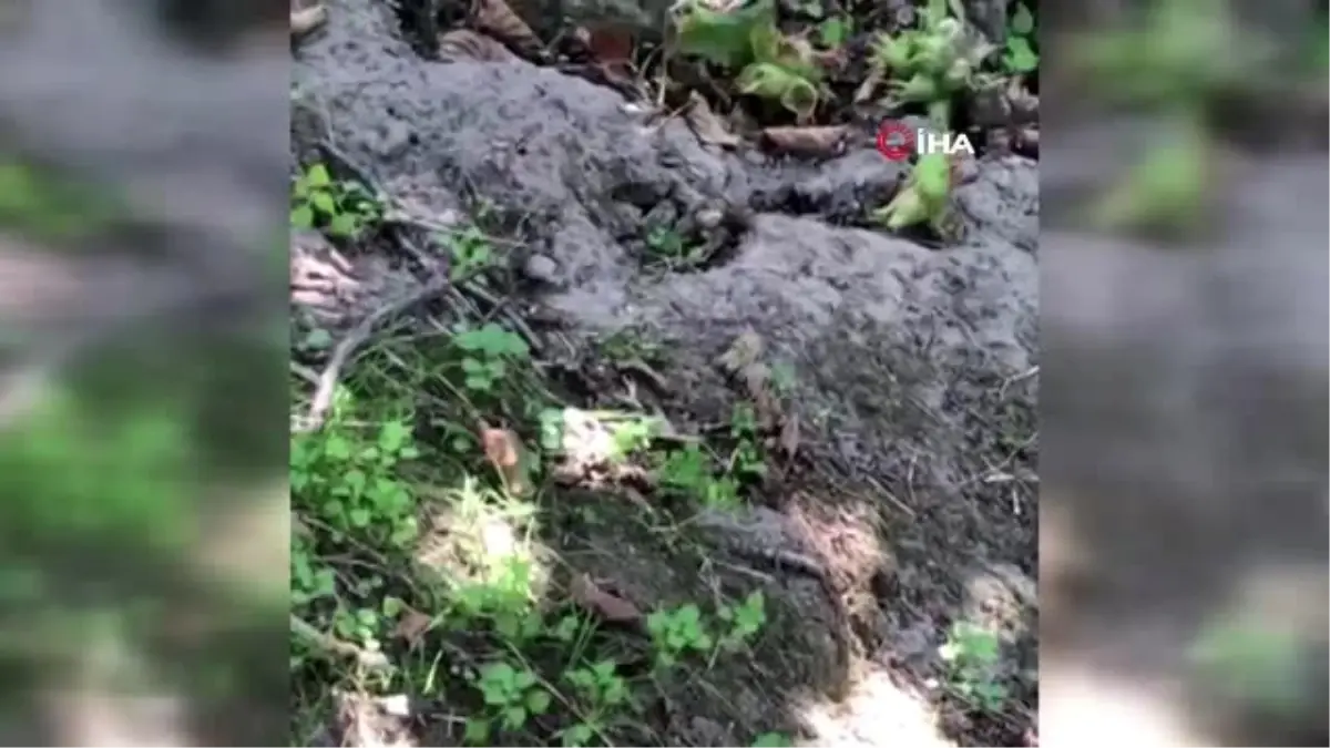Fındıktan oda nasibini aldı...Yuvasına fındık taşıyan tarla faresi böyle görüntülendi