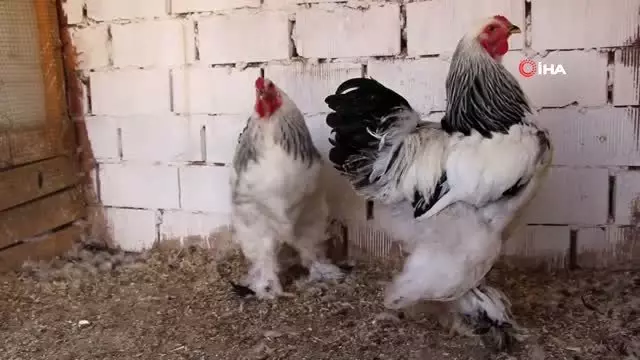 Hobi olarak başladı, seri süs tavuğu üretimine geçti