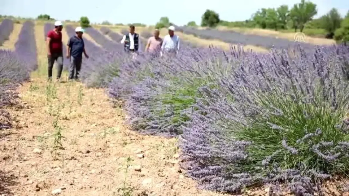 Lavanta üretimi desteklerle artıyor