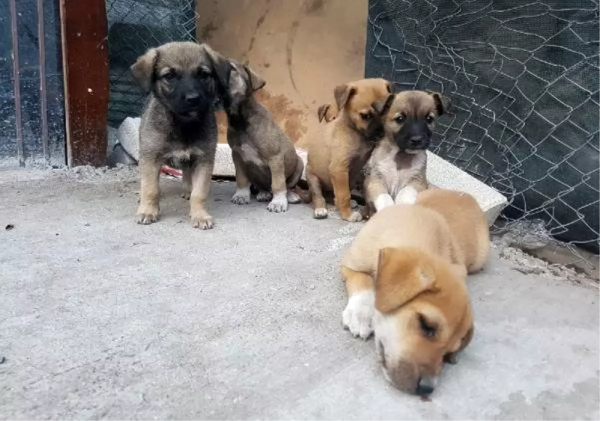Ankara�da zehirlenen 3 köpek öldü Haberler