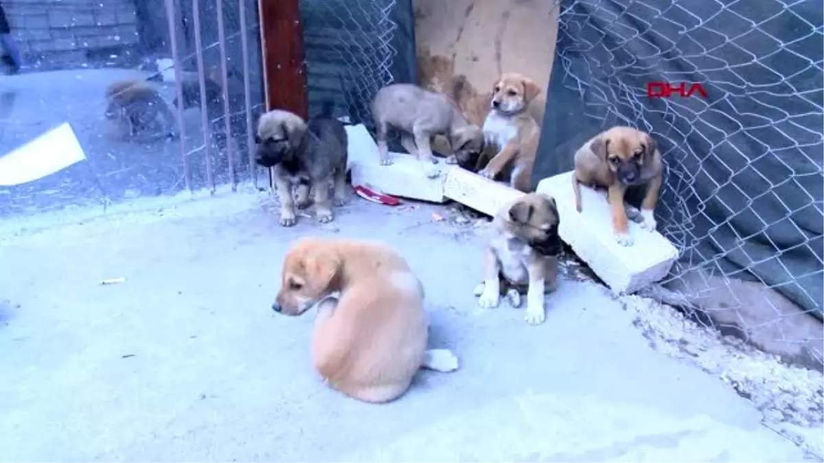 Ankara�da zehirlenen 3 köpek öldü Haberler