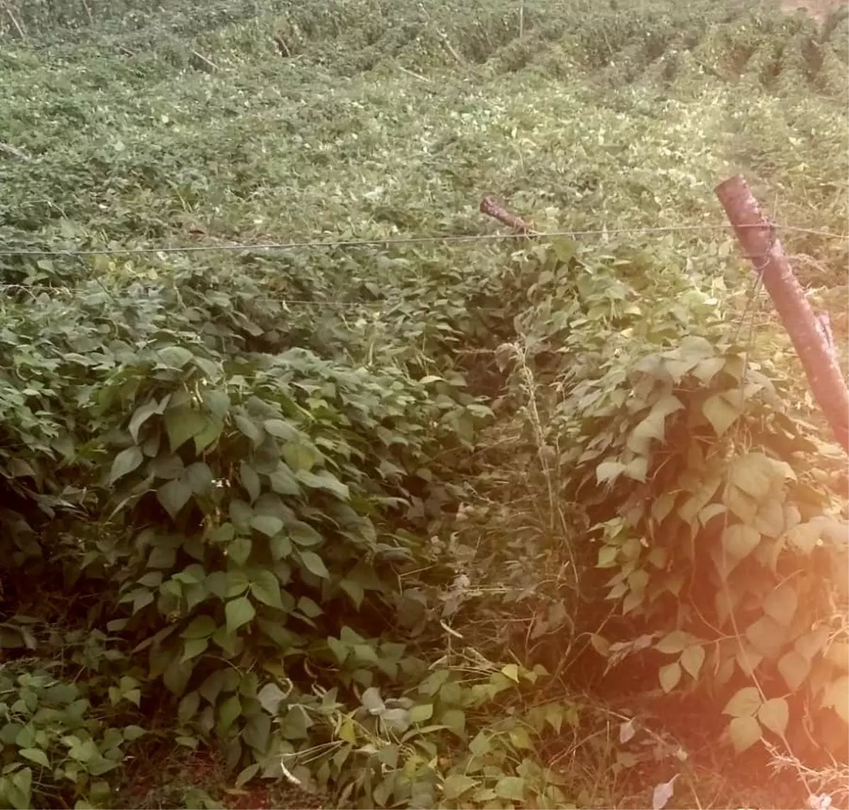 Pazaryeri'ndeki sağanak yağış tarım arazilerini vurdu
