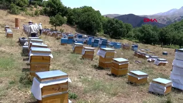 Tunceli'de doğal kır balının sağımı başladı -1