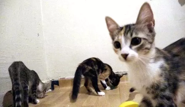Yer bulunmazsa 50 kedi sokakta kalacak