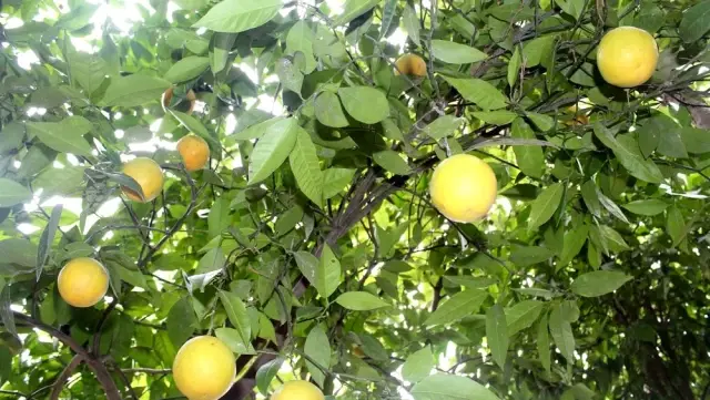 Bu ağacı görenler gözlerine inanamıyor