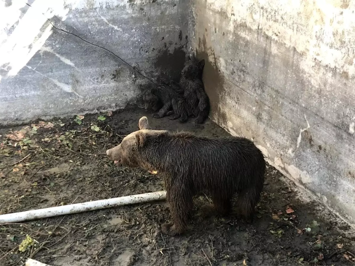 Bursa'da ayı ailesine kurtarma operasyonu