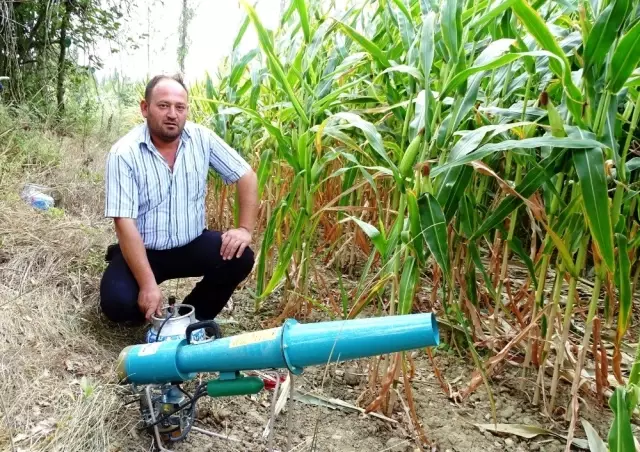 Domuzlara karşı 'ses bombalı' önlem