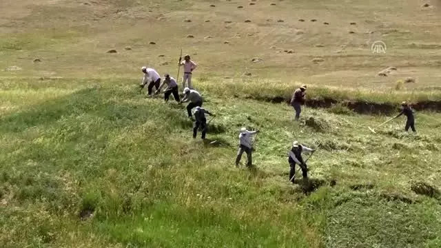Hayvanları için imece usulüyle dağlardaki otları biçiyorlar - AĞRI Hayvanları için imece usulüyle dağlardaki otları biçiyorlar - AĞRI