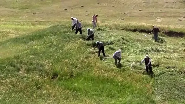 Hayvanları için imece usulüyle dağlardaki otları biçiyorlar - AĞRI Hayvanları için imece usulüyle dağlardaki otları biçiyorlar - AĞRI