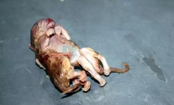 Karaman'da 6 ayaklı kedi yavrusu ölü doğdu
