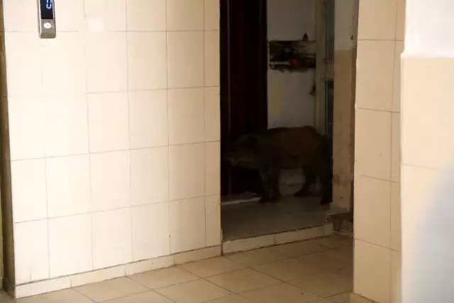 Kent merkezine getirilen domuz görenleri korkuttu Kent merkezine getirilen domuz görenleri korkuttu