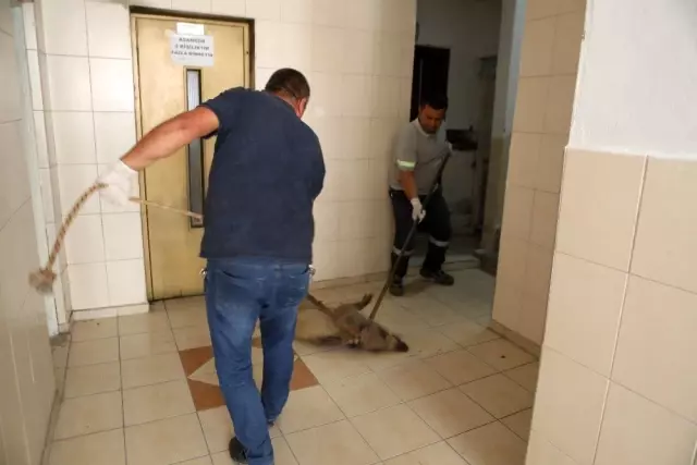 Kent merkezine getirilen domuz görenleri korkuttu Kent merkezine getirilen domuz görenleri korkuttu