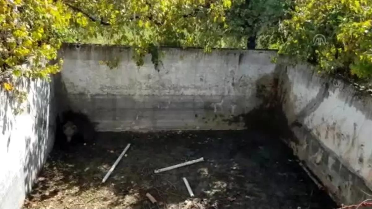 Kuyuya düşen 3 ayı kurtarıldı (1) - BURSA