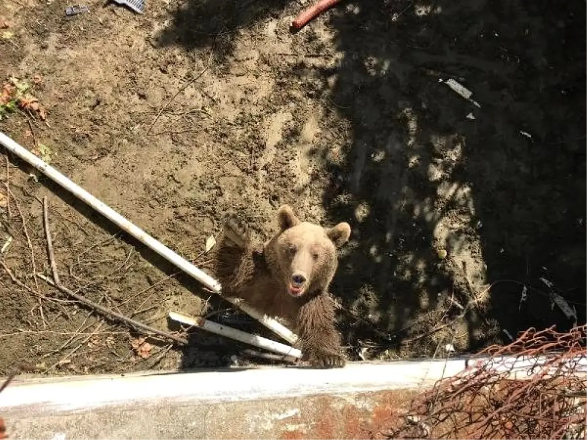 Mahsur kalan anne ayı ve iki yavrusu kurtarıldı