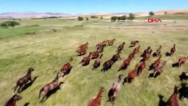 MALATYA Şampiyon atlar Sultansuyu'ndan çıkıyor
