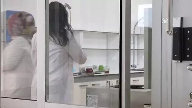 Nesli tükenmekte olan bitkiler laboratuvarda yetiştiriliyor Nesli tükenmekte olan bitkiler laboratuvarda yetiştiriliyor