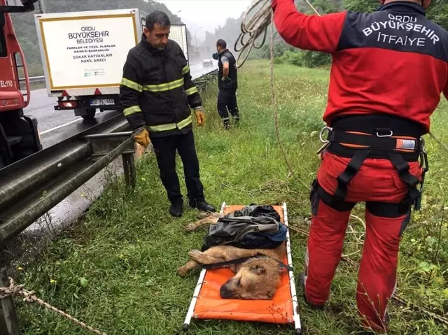 Ordu'da uçuruma düşen köpeği itfaiye ekipleri kurtardı Ordu'da uçuruma düşen köpeği itfaiye ekipleri kurtardı