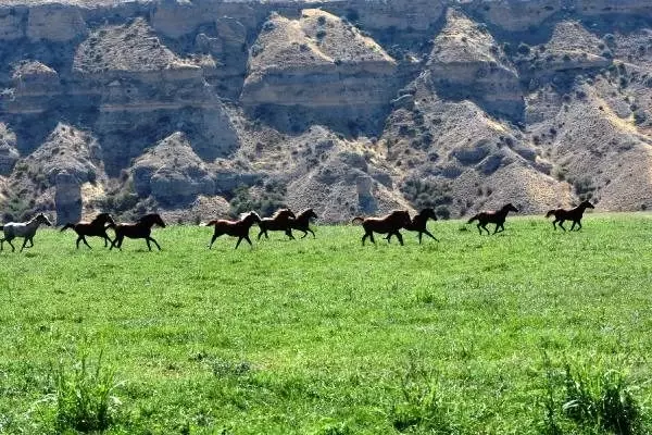 Şampiyon atlar Sultansuyu'ndan çıkıyor