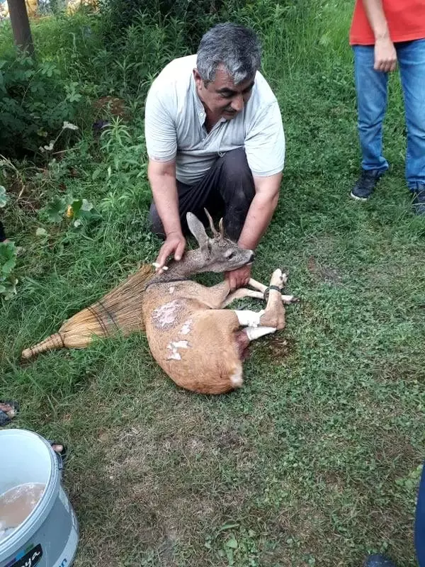 Yırtıcı hayvandan kaçan geyik yaylacılara sığındı