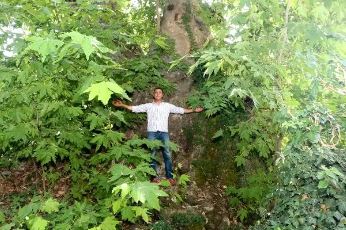 Zamana meydan okuyan dev çınar ilgi odağı