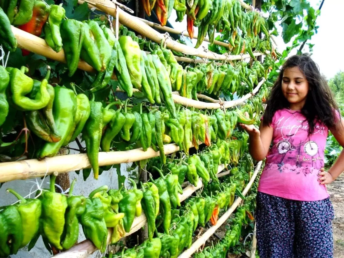 Biberler kurutulmaya bırakıldı