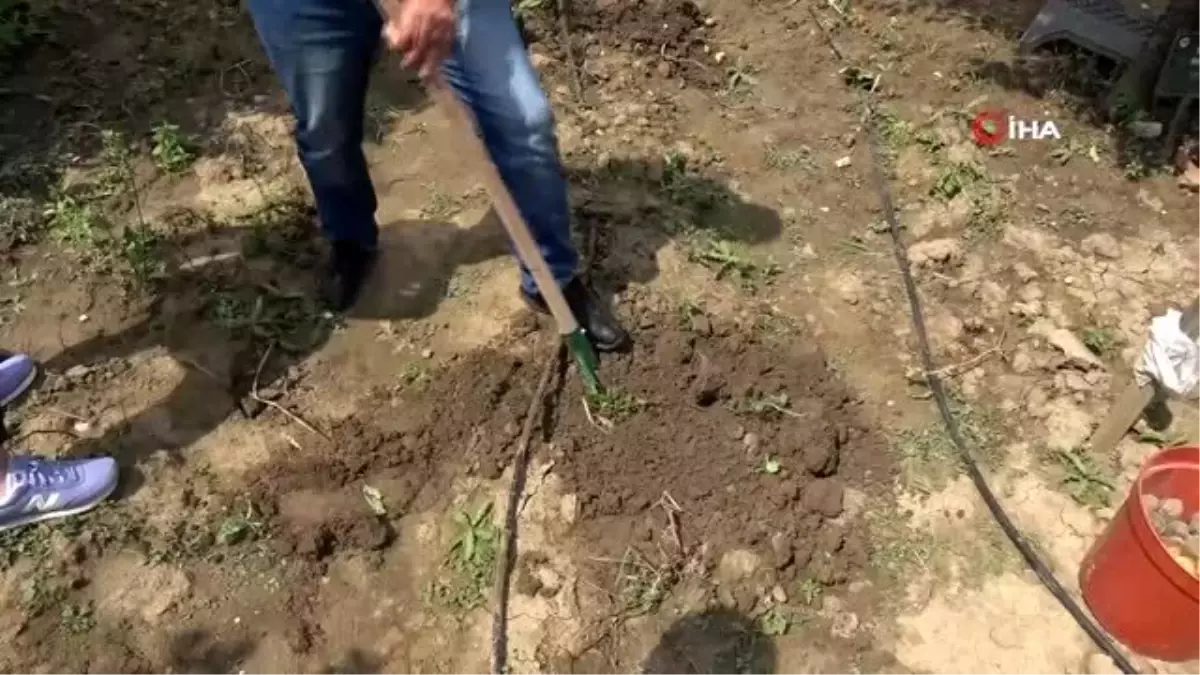 Bolu'da obezite ve kanser düşmanı mor patates ilk kez topraktan çıkarıldı