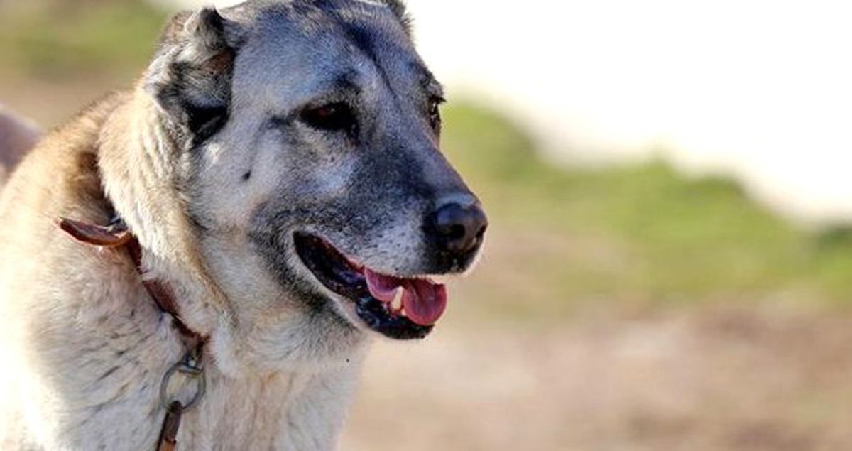 Cani adam kangal köpeklerini zincirle traktöre bağlayıp koşturdu! Olay cep telefonu kamerasına yansıdı
